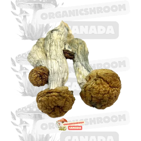 Buy Gold Member Shrooms