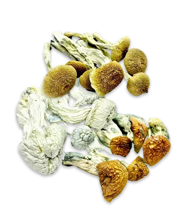 Buy Psilocybin psychedelically active mushrooms at Organic Shroom Canada