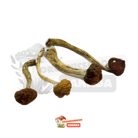 Buy B+ shrooms from Organic Shroom Canada