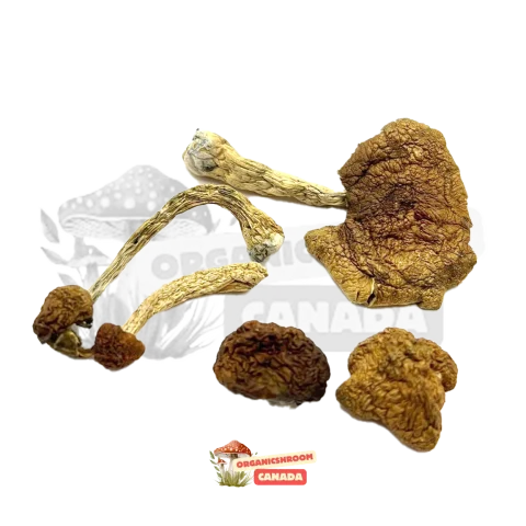 Buy Cambodian Cubensis shrooms from Organic Shroom Canada