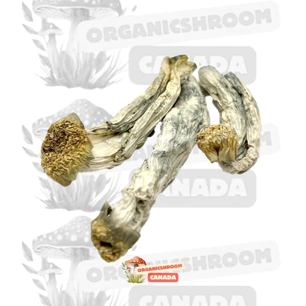 Buy Yeti shrooms from Organic Shroom Canada