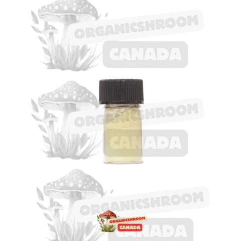 Discover the purest NN DMT Crystal available at Organic Shroom Canada, your premier Ottawa mushroom dispensary.