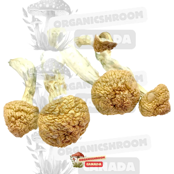 Golden Emperor Magic Mushrooms, dried mushrooms Canada