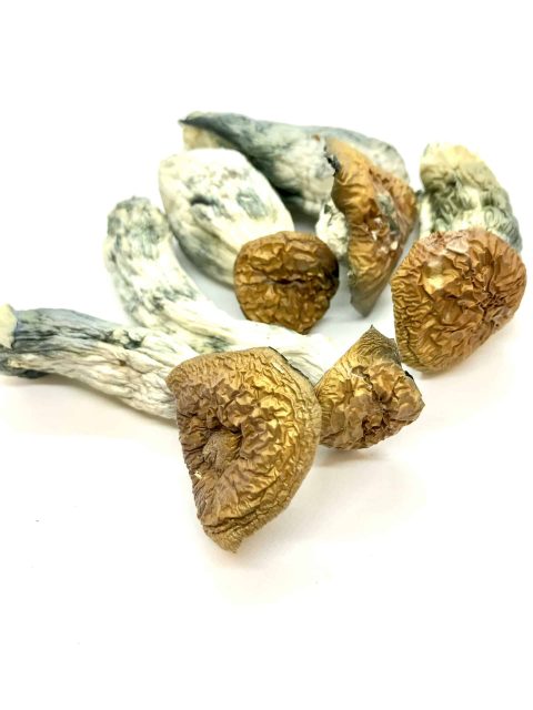 Buy Makilla Gorilla Magic Mushroom