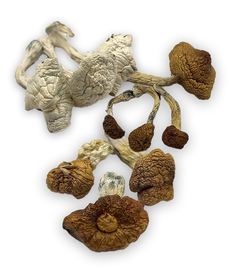 Albino Avery, Golden Teachers, and Tidal Wave shrooms collage, medicinal mushrooms dispensary Canada