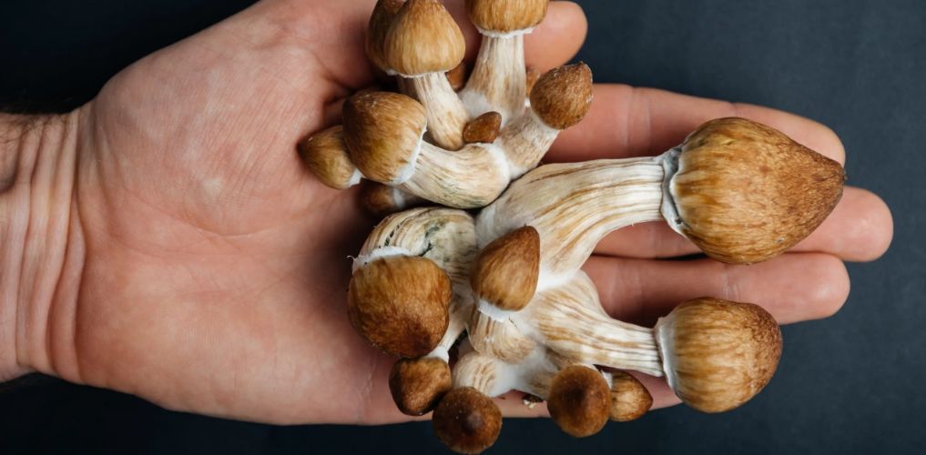 Discover the unique characteristics of the Albino Penis Envy mushroom strain, its rarity, effects and benefits. Learn everything about this shroom strain.