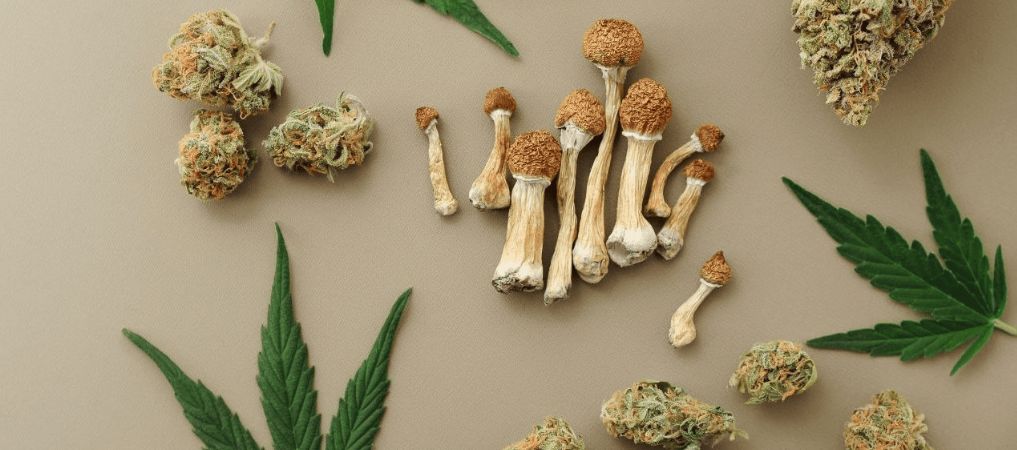 Buy shrooms online in Canada and feel the most euphoric high of your dreams. 