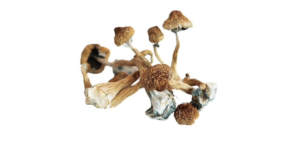 Uncover the secrets of the Blue Meanie mushrooms, one of the strongest psilocybe for mood disorders, anxiety, and insomnia. More than the basics included!