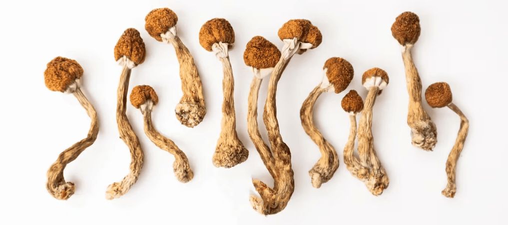 We are Organic Shroom Canada, the best mushroom dispensary in Vancouver. 