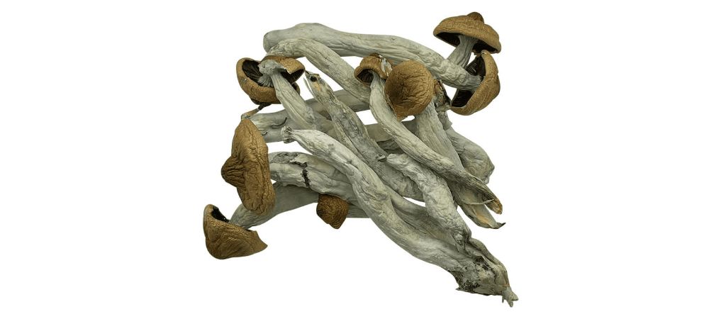 Organic Shroom Canada sells magic mushrooms online to consumers across the country.  