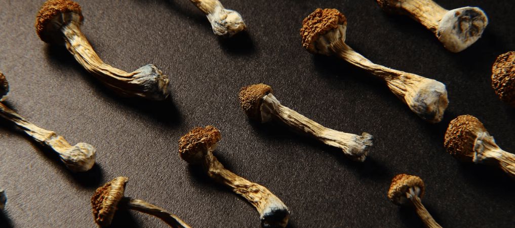 From the strongest psilocybin mushrooms to microdose, you can always find any variety of magic mushrooms online. 