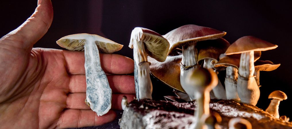 Before you buy psychedelic mushroom strains online, you might wonder: what does it feel like to micro dose mushrooms?