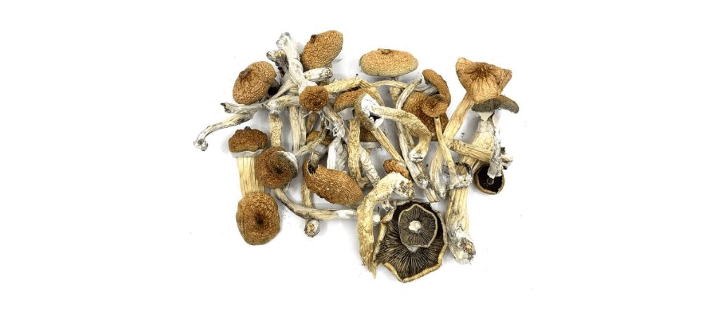 A Grin-Inducing Guide To Blue Meanie Mushrooms From BC - Organic Shroom ...