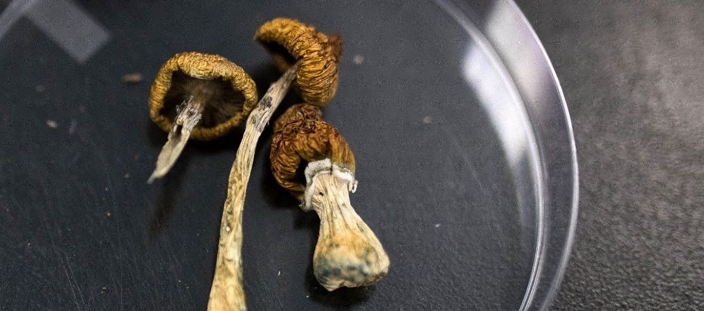 You want to buy shrooms online in Canada and you come across the term "Psilocybe". This is a genus that includes more than 180 different types of hallucinogenic mushrooms known for their incredible ability to get you high. 