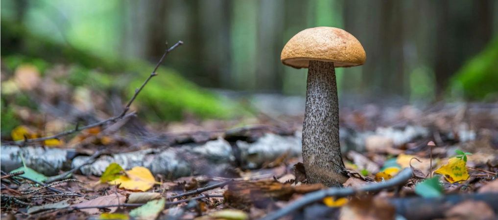 Looking for psychedelic mushroom strains can be tough, especially considering the rising popularity of shroom dispensaries. 