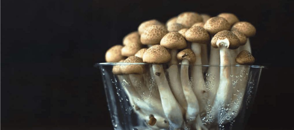 When ordering magic mushrooms, you don't need to gamble with the quality and the safety of the product since it's likely to impact your health. 