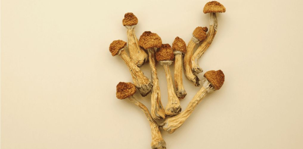 How long do shrooms last? That’s a question most beginners ask themselves. Your mushroom trip may last anywhere between 2 & 8 hours, all factors considered.