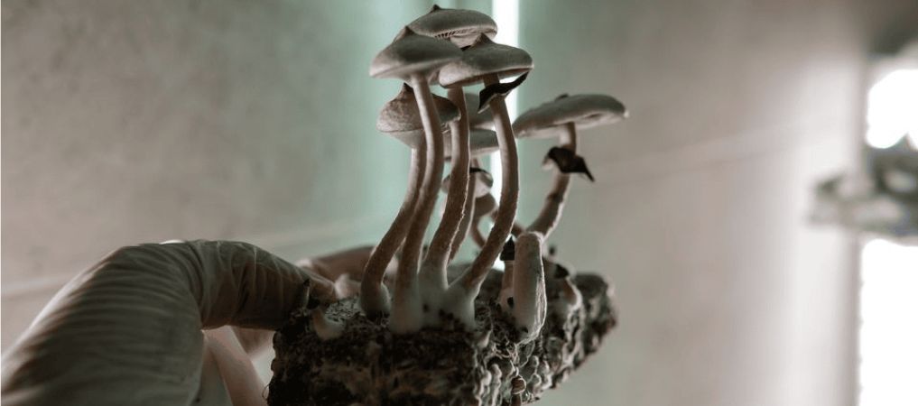 When you consume them, psilocybin is broken down and metabolized by the liver, leading to the formation of psilocin, an active chemical. 