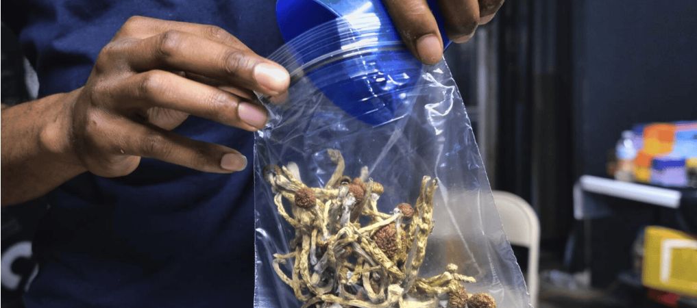 A mushroom dispensary is simply a store that sells professional-grade magic shrooms. They're like your regular cannabis store, but these shops specialize in selling the highest-grade magic mushrooms. 