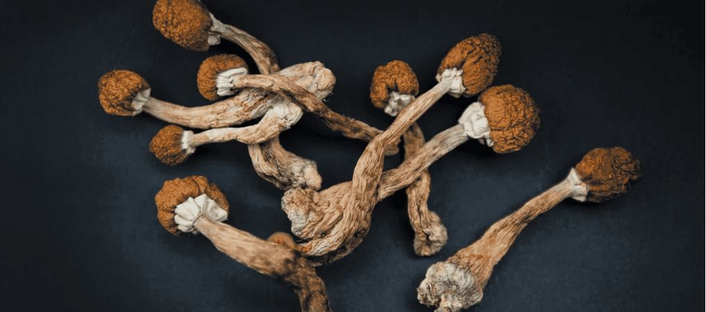 Organic Shroom Canada offers a wide selection of different magic mushroom products that you can buy from our online dispensary. 