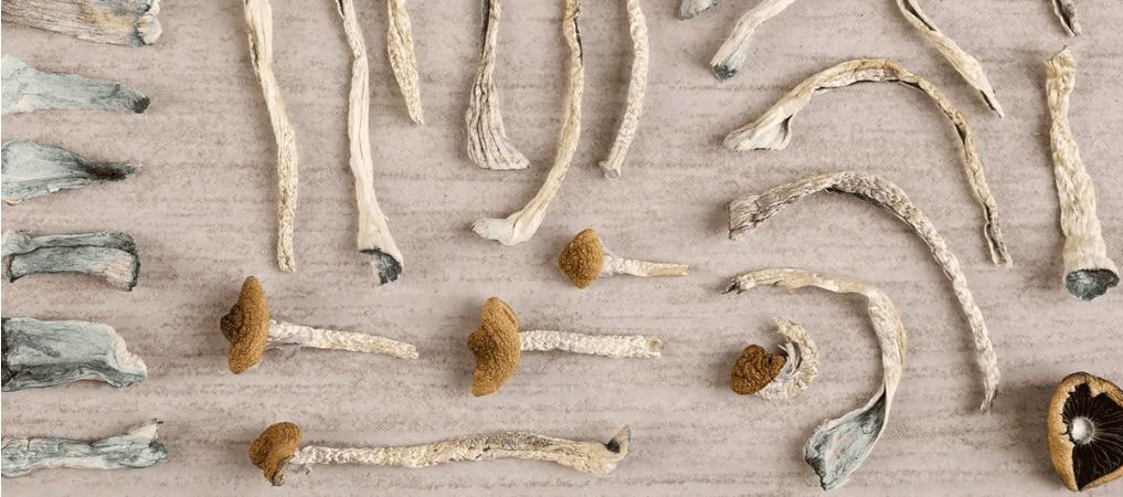 The science behind microdosing psychedelics, including magic mushrooms, revolves around their interaction with serotonin receptors in the brain. 