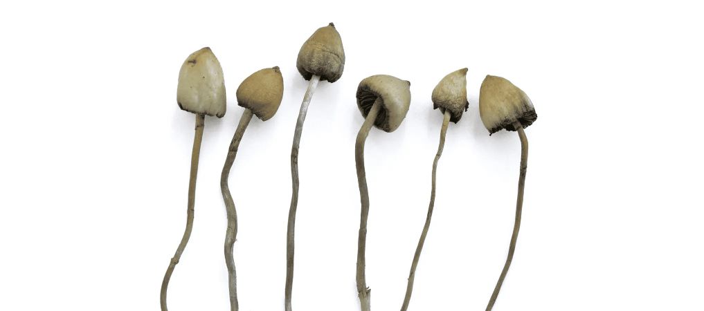 You're thinking about ordering magic mushrooms online, but you are completely new to these celestial fungi types. 