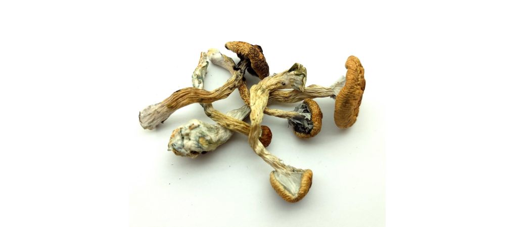 Micro dosing mushrooms refers to consuming tiny amounts of psychedelics, typically for boosting energy, gaining emotional balance, or increasing creativity and mental health — the low dose helps in avoiding full-blown psychedelic effects. 