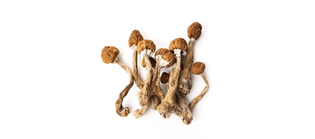 Yes, anyone and everyone can purchase from the best mushroom dispensary in Vancouver. 