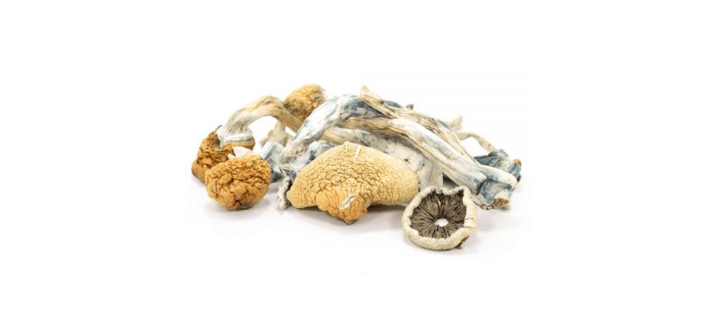 At Organic Shroom Canada, we help consumers learn more about the tidal wave mushroom and supply quality products that are safe for consumption. 