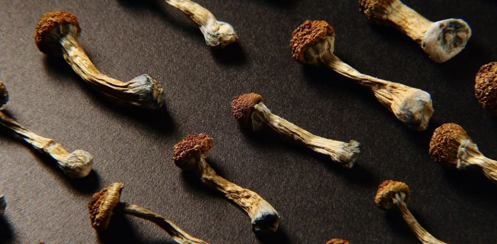 Craving magic mushrooms? Discover best shrooms online in Canada, their potency level, effects, & where to buy them at the affordable price.