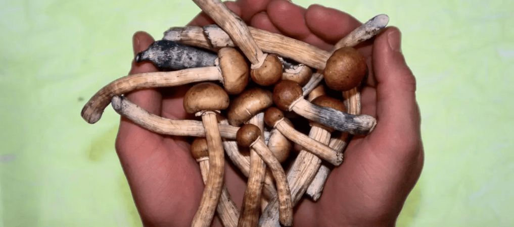 Shrooms are essentially a magic mushroom type that contains high levels of psychoactive compounds, mainly psilocin and psilocybin. 