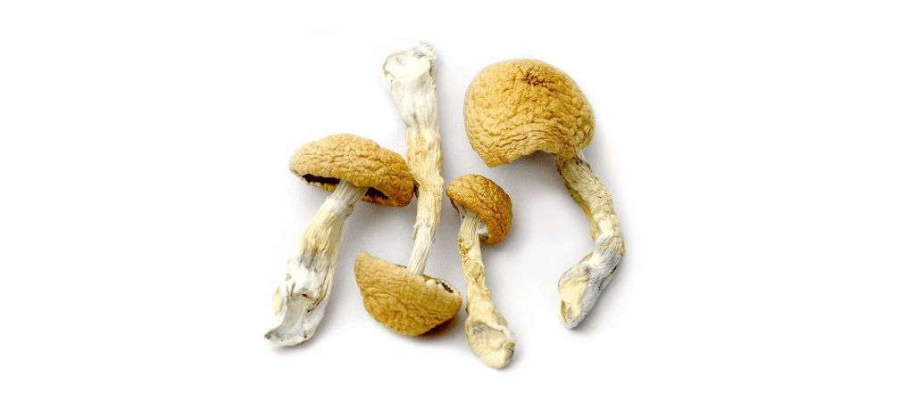 These shrooms have up to 2.3% psilocybin content. The high concentration of the psilocybin makes it important to take them in moderation to avoid getting overwhelmed. 