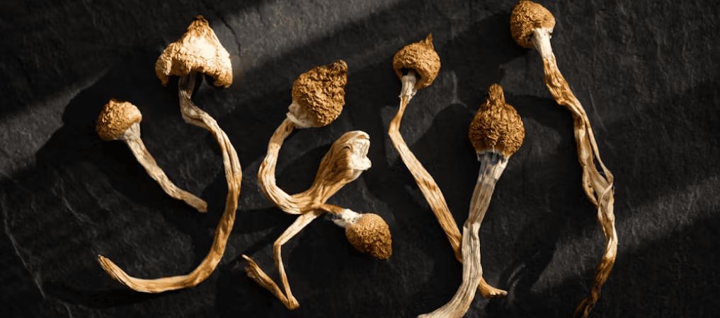 Prepare yourself to buy shrooms in Canada: The choices available will blow you away! Overall, there are a few types of shrooms you'll want to consider