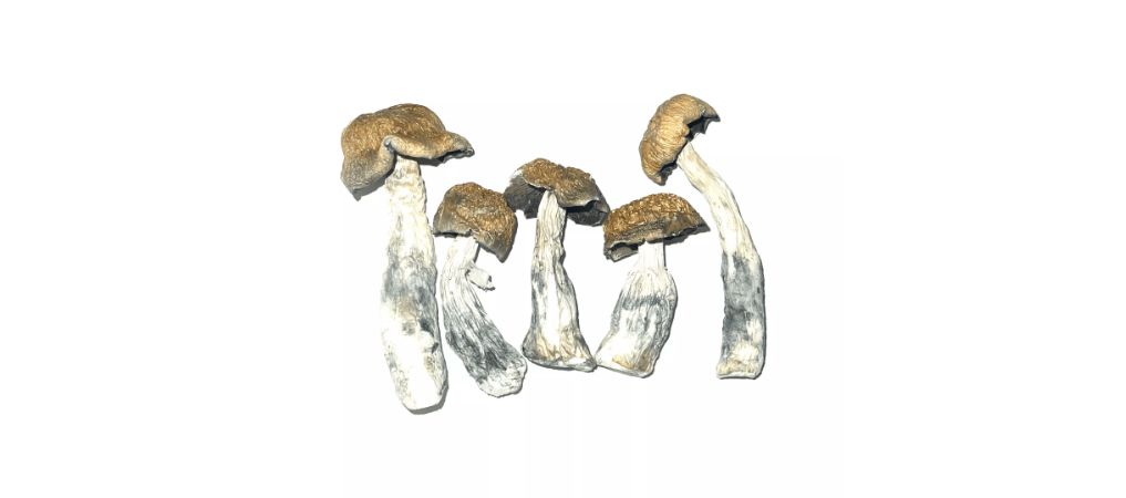 As mentioned earlier, the Tidal Wave mushroom strain is a crossbreed of the two most potent strains; the B+ and the Penis Envy. 