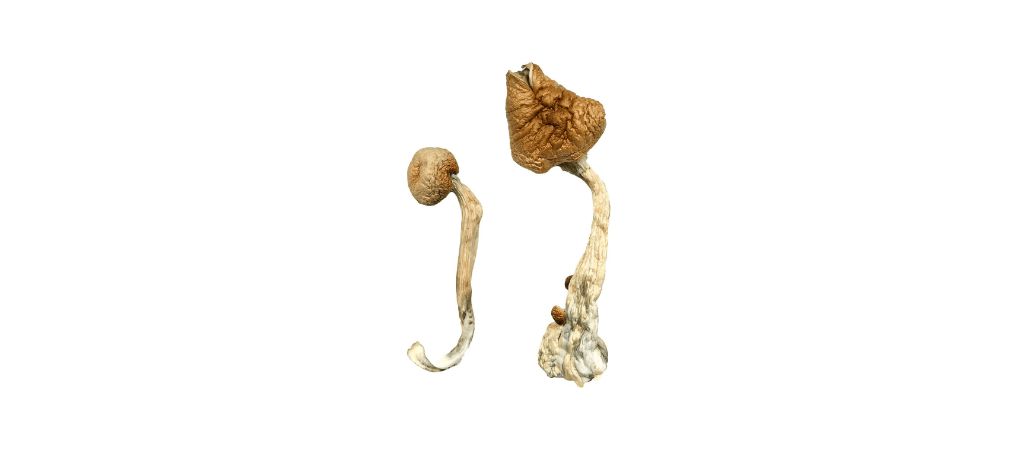 The easiest and most fool-proof way to enjoy shrooms is to eat them whole. For some users, the taste is unpleasant and the texture strange.