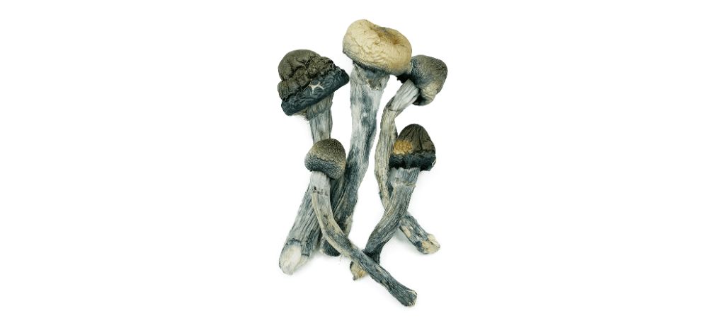 A Grin-Inducing Guide To Blue Meanie Mushrooms From BC - Organic Shroom ...