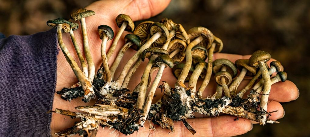 Magic mushrooms are a psychoactive kind of mushrooms touted to improve mental, physical, and emotional well-being. 