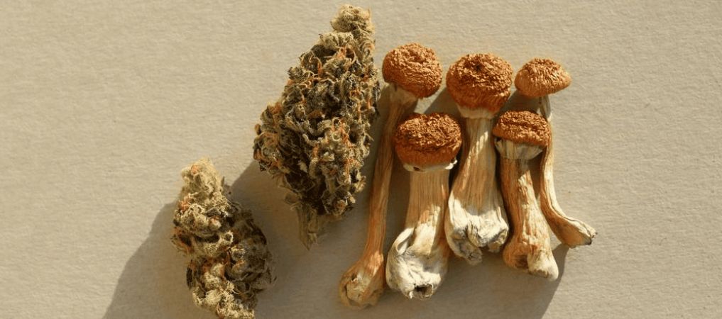 Magic mushrooms, or simply "shrooms" are nature's little trip tickets — they're packed with psychoactive compounds such as psilocin and psilocybin. 