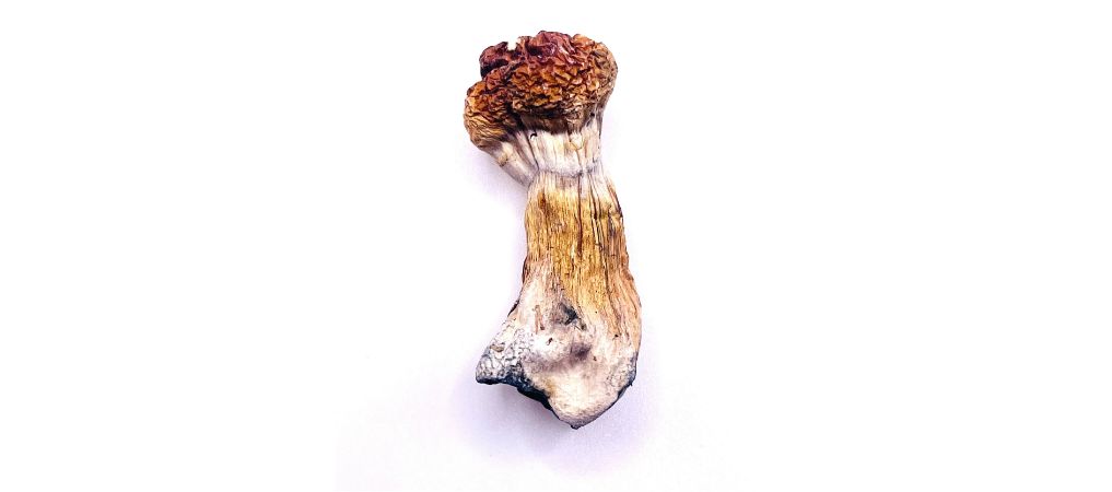 The Blue Meanies shrooms, or simply "The Blue Meanies", refer to the Panaeolus cyanescens, one of the strongest species of psychedelic mushrooms available on the market. 