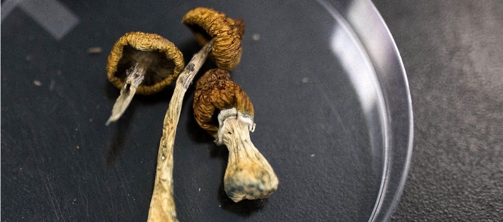 Buying magic mushrooms online can be difficult, especially if you're doing it for the first time. To make the process easier, you need to do your homework perfectly. 