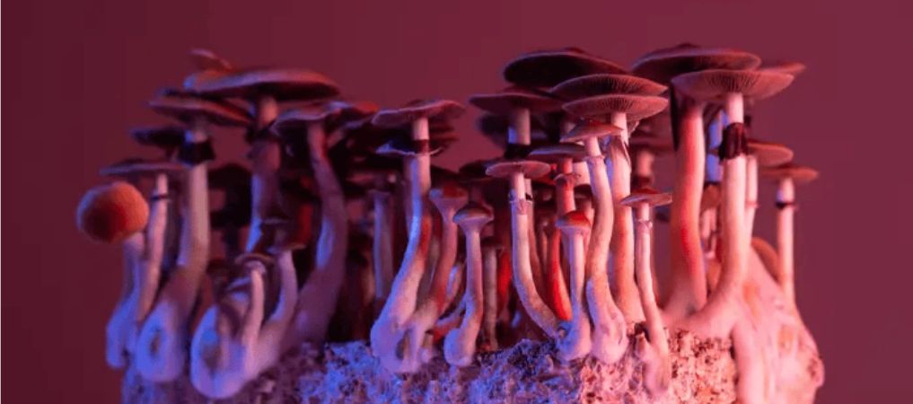 The key goal of magic mushrooms microdosing is to establish the perfect dosage that gives you the desired shroom effects without feeling overwhelmed.