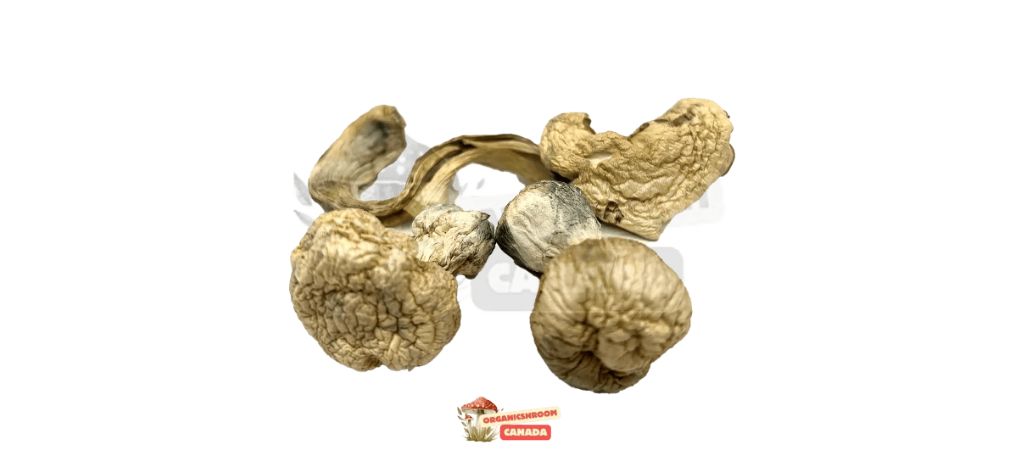 African Transkei mushrooms are loved by psychonauts worldwide for their prominent body sensations and astonishing visuals. 