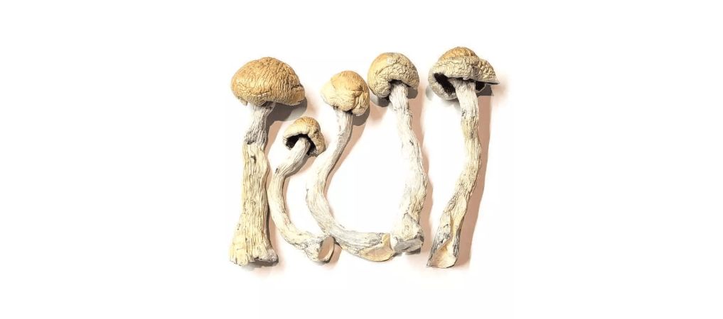 The Alacabenzi Cubensis is a psychedelic mushroom strain Canadians appreciate for its potent and intense effects. 