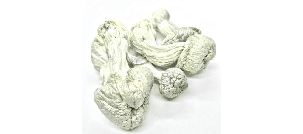 The Albino Penis Envy is one of the most potent psilocybe you can find at our mushroom dispensary in Vancouver. 