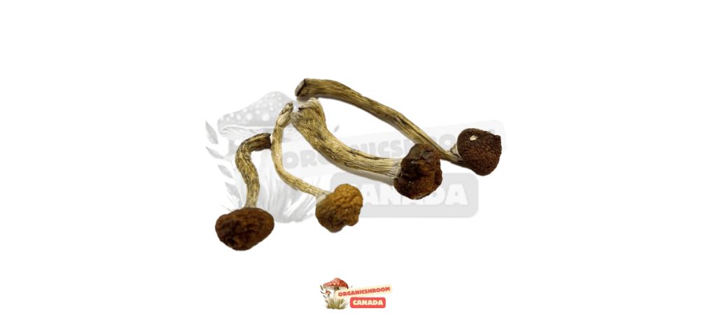 B+ is one of the most positively reviewed psychedelic mushroom strains in the shroom community. Buy B+ psychedelic mushrooms online at Organic Shroom Canada today.