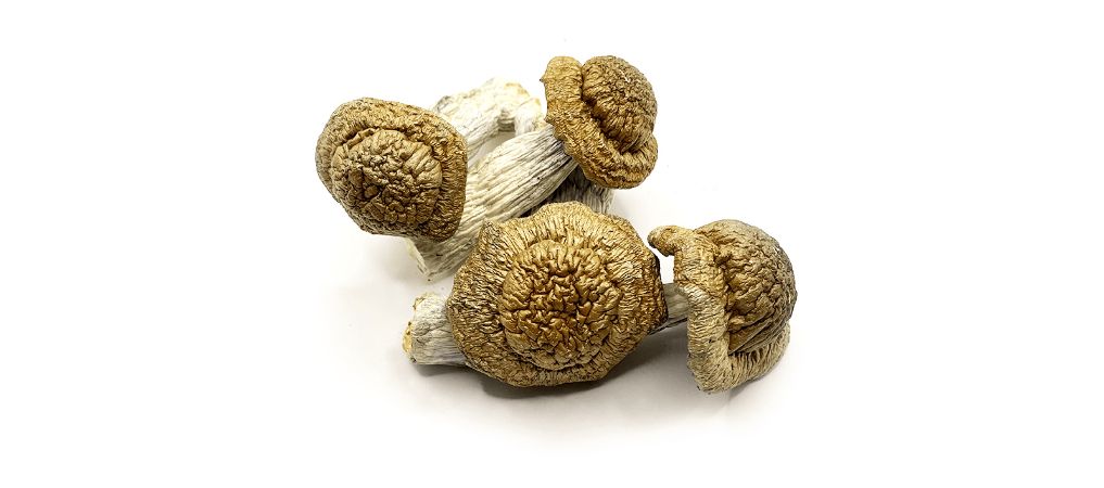 For many years, the Penis Envy mushrooms were known to be part of the traditional healing rituals used by people from different communities. 