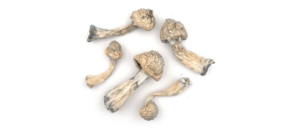 Organic Shroom Canada is an online mushroom dispensary in Vancouver serving consumers with mail-order magic mushrooms across Canada. 