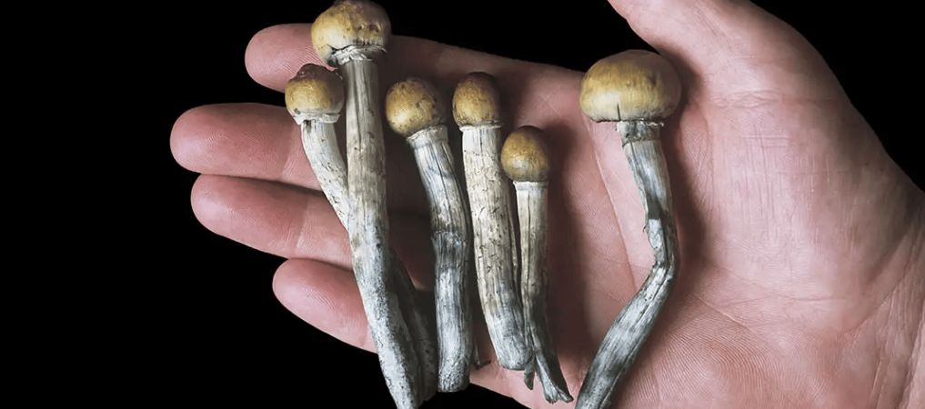 Want to try any shrooms from our magic mushroom strains list? There's only one place to buy high-quality, authentic psychedelic mushroom strains for your recreational, spiritual and mystical experiences.