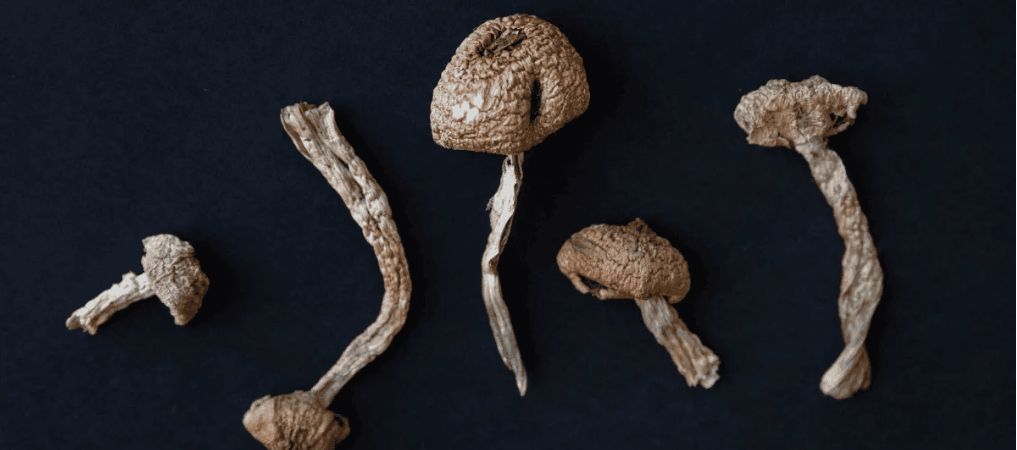 When buying psilocybin mushrooms online, you often have to choose between the strongest mushrooms and micro dose shrooms.