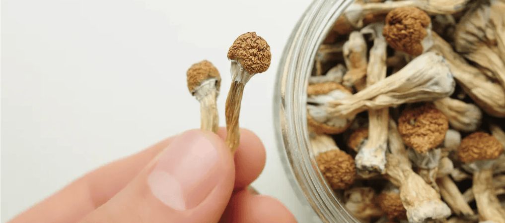 Before ordering magic mushrooms online in Canada, you must understand what they are.